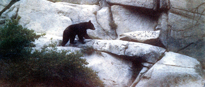 Pine Cliff Resort, June lake, Bears, Wildlife, RV sites, Camping